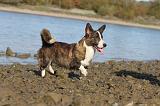 CORGI CARDIGAN 203